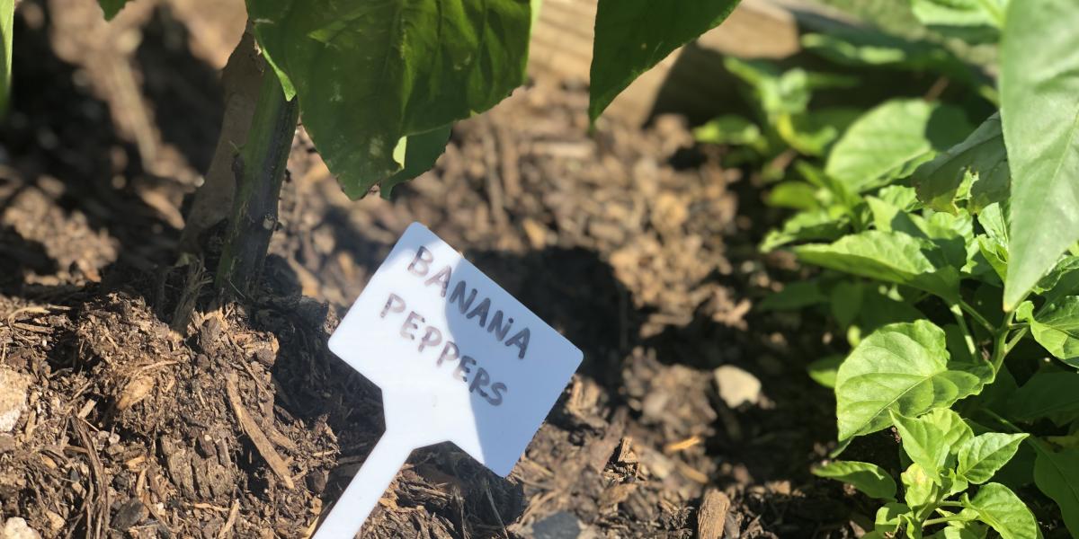 A small tag in the soil of the Health and Wellness garden that reads, "banana peppers" 